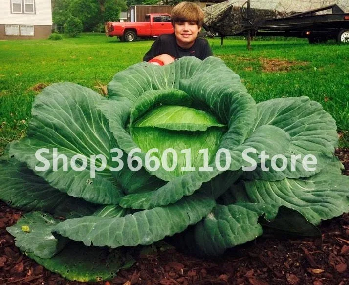 

100pcs Rare Seedsplants Giant Russian Cabbage bonsai Vegetable plants High Germination High-quality Vegetable For home garden