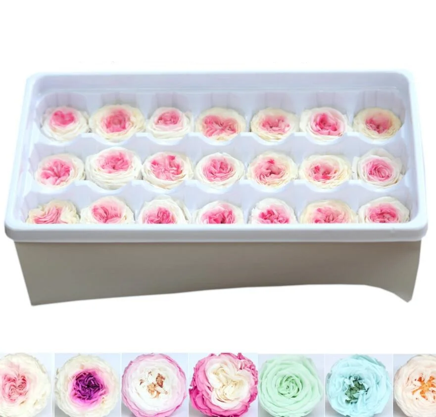 21pcs 2-3cm Preserved Flower Austin Rose Bud Head For Wedding Party Holiday Birthday Velentine's Day Gift Favor
21pcs 2-3cm Preserved Flower Austin Rose Bud Head For Wedding Party Holiday Birthday Velentine's Day Gift Favor