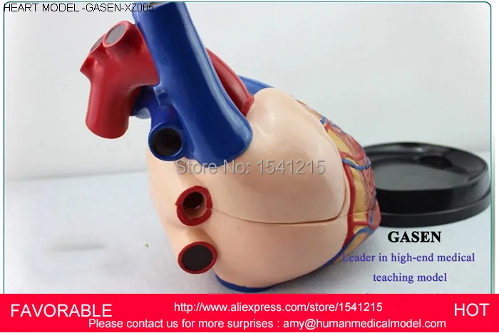 HEART ANATOMY VISCERA MEDICAL MODEL,MODEL OF CARDIAC CARDIAC ANATOMY CARDIOVASCULAR MODEL OF HEART,HUMA HEART MODEL-GASEN-XZ005
HEART ANATOMY VISCERA MEDICAL MODEL,MODEL OF CARDIAC CARDIAC ANATOMY CARDIOVASCULAR MODEL OF HEART,HUMA HEART MODEL-GASEN-XZ005