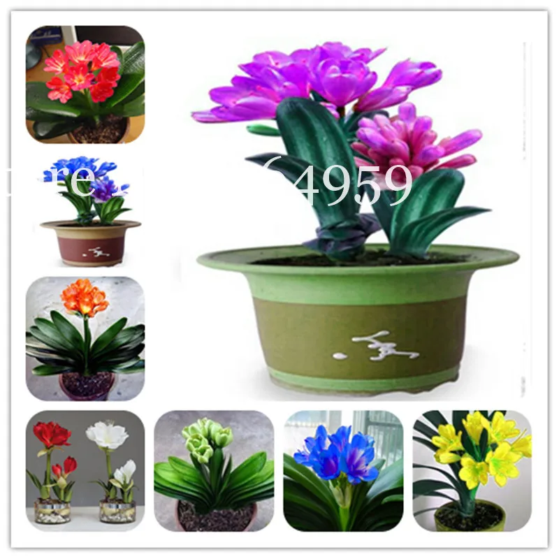 Clivia Miniata Bonsai Gorgeous Rare Bush Kefir Lily Flower Decorative Garden Plant Diy Home With High Ornamental Value 100 Pcs
Clivia Miniata Bonsai Gorgeous Rare Bush Kefir Lily Flower Decorative Garden Plant Diy Home With High Ornamental Value 100 Pcs