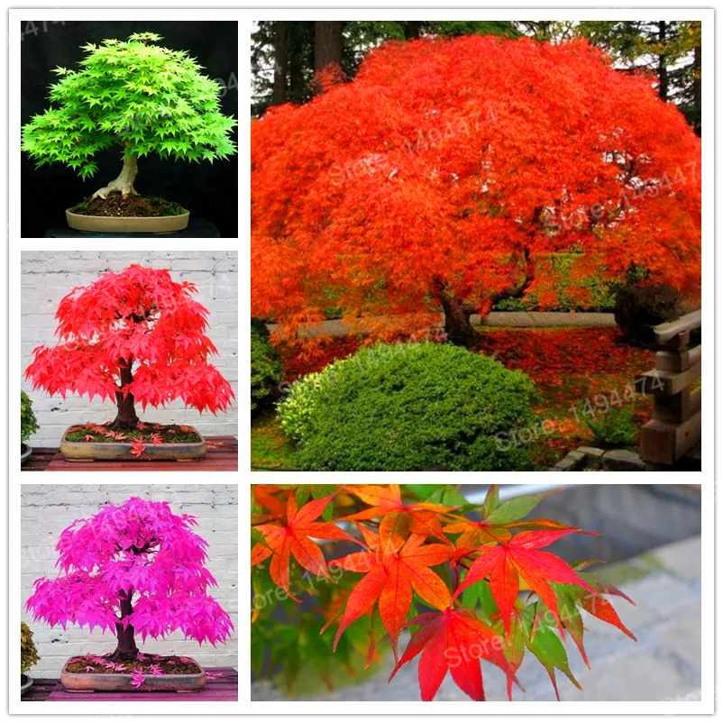 Mixed color tree Plantas 50pcs Rare china maple tree Bonsai tree floresling Japanese Maple Plante Balcony plants for home garden
Mixed color tree Plantas 50pcs Rare china maple tree Bonsai tree floresling Japanese Maple Plante Balcony plants for home garden