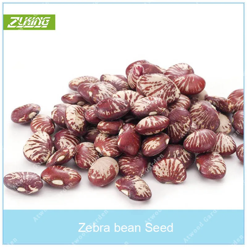 ZLKING 10pcs Interesting Zebra Beans Bonsai Family Essential Edible High Germination Rate Easy to Grow
ZLKING 10pcs Interesting Zebra Beans Bonsai Family Essential Edible High Germination Rate Easy to Grow