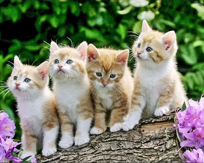 Diamond Embroidery Sale Cats Mosaic Crystal 5D Cross Stitch Full Square Drill Diamond Painting DIY Sticker Decor Paintings
Diamond Embroidery Sale Cats Mosaic Crystal 5D Cross Stitch Full Square Drill Diamond Painting DIY Sticker Decor Paintings