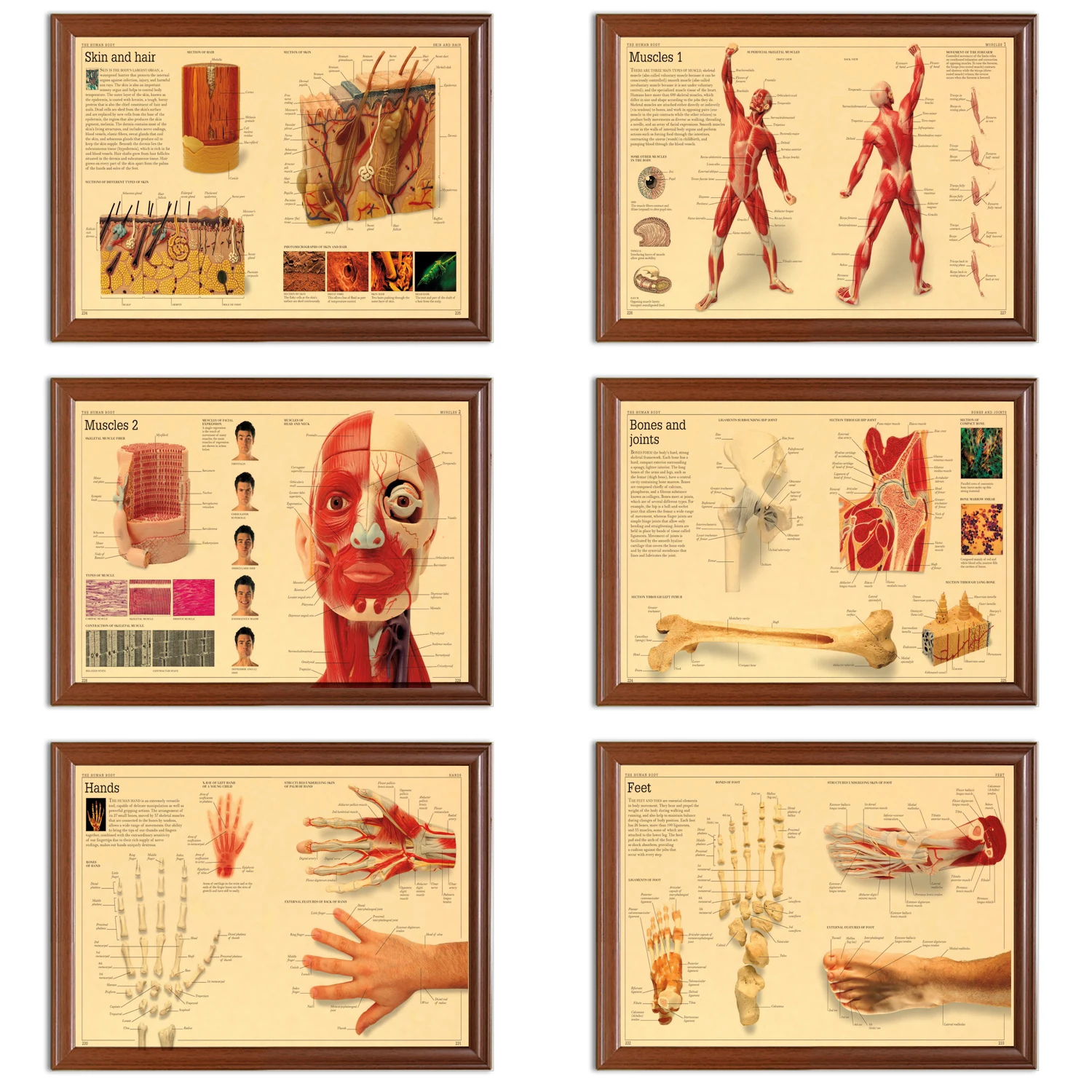 Vintage Encyclopedia Poster Human Anatomy Hands Feet Muscle Kraft Posters Classic Canvas Paintings Wall Stickers Home Decor Gift
Vintage Encyclopedia Poster Human Anatomy Hands Feet Muscle Kraft Posters Classic Canvas Paintings Wall Stickers Home Decor Gift