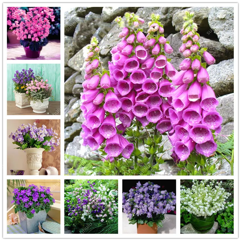 Hot sale! 100 pcs Campanula Flower Bonsai Perennial Indoor Flower Potted Plants For Home Garden Ornamental Flower Bonsai Plants
Hot sale! 100 pcs Campanula Flower Bonsai Perennial Indoor Flower Potted Plants For Home Garden Ornamental Flower Bonsai Plants