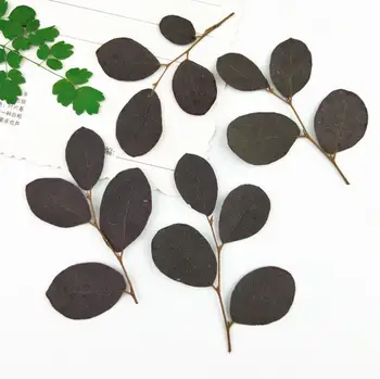 120pcs Pressed Dried Loropetalum chinense var.rubrum Leaf Herbarium For Jewelry Making Face Makeup Postcard Frame Phone Case
120pcs Pressed Dried Loropetalum chinense var.rubrum Leaf Herbarium For Jewelry Making Face Makeup Postcard Frame Phone Case