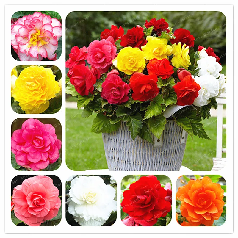 Begonia Bonsai 20 Pcs Malus Spectabilis Potted Bonsai Rare Balcony Patio Flower Bonsai For Home Garden Planting Easy To Grow
Begonia Bonsai 20 Pcs Malus Spectabilis Potted Bonsai Rare Balcony Patio Flower Bonsai For Home Garden Planting Easy To Grow