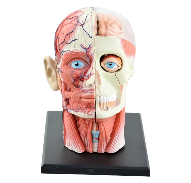 4D Assembled Skeleton Anatomical Model Brain Nasal Oral Pharynx Larynx Cavity Model Anatomia Exploded Skull Education Toys
4D Assembled Skeleton Anatomical Model Brain Nasal Oral Pharynx Larynx Cavity Model Anatomia Exploded Skull Education Toys