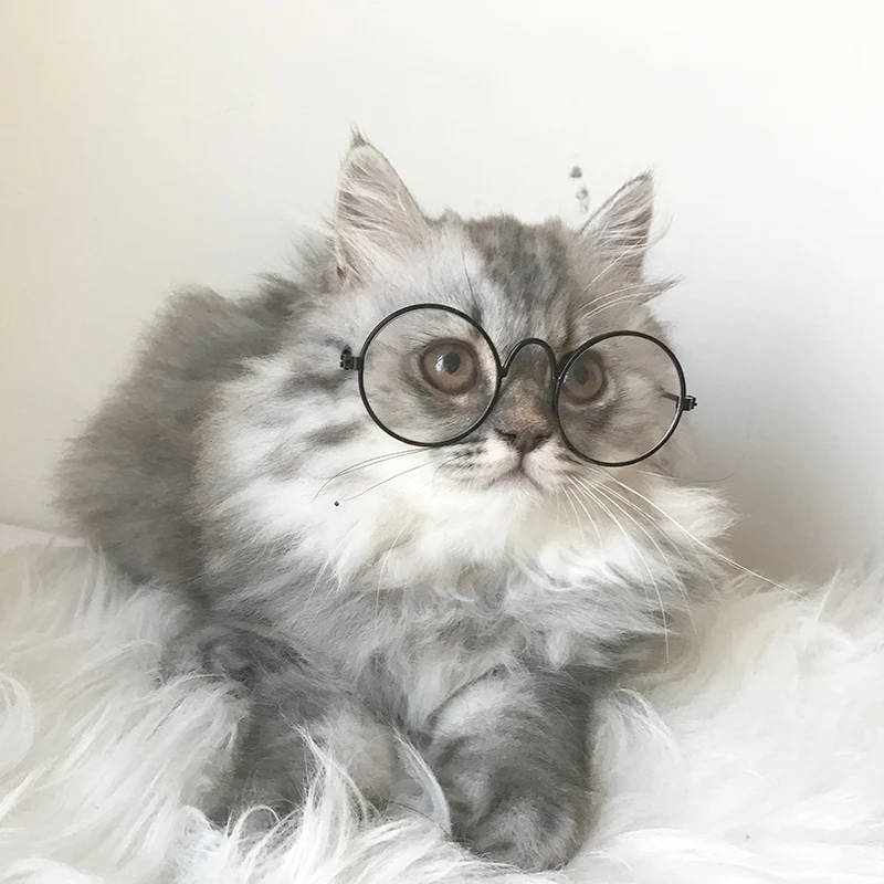 Funny Pet Glasses Dog Cat SunGlasses Transparent Eye-wear Protection Puppy Pet Teacher Bachelor Cosplay Glasses Pet Photos Props
Funny Pet Glasses Dog Cat SunGlasses Transparent Eye-wear Protection Puppy Pet Teacher Bachelor Cosplay Glasses Pet Photos Props