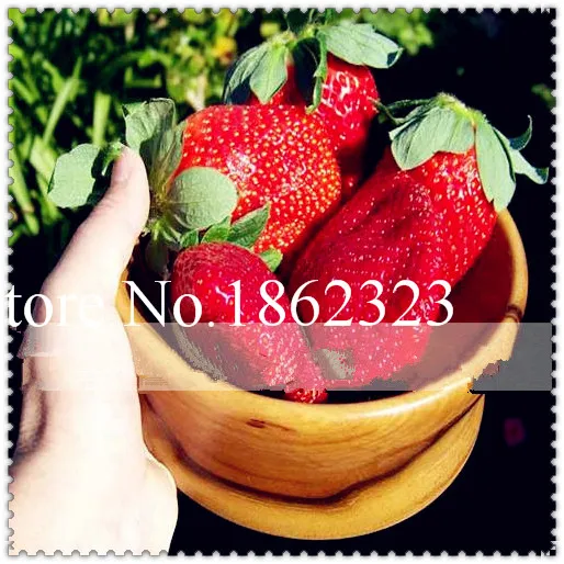 100 Pcs Red Tree Climbing Strawberry bonsai Courtyard Garden With Fruit and Vegetable potted plant for home garden bonsai Plant
100 Pcs Red Tree Climbing Strawberry bonsai Courtyard Garden With Fruit and Vegetable potted plant for home garden bonsai Plant