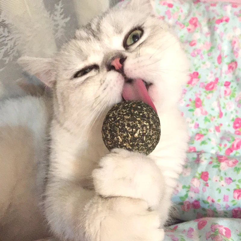 Natural Wild Cat Snacks Of Catnip Ball Pet Cat Peppermint Ball Cats Toy Pet Products For Cats Toys Interactive Play Catmint
Natural Wild Cat Snacks Of Catnip Ball Pet Cat Peppermint Ball Cats Toy Pet Products For Cats Toys Interactive Play Catmint