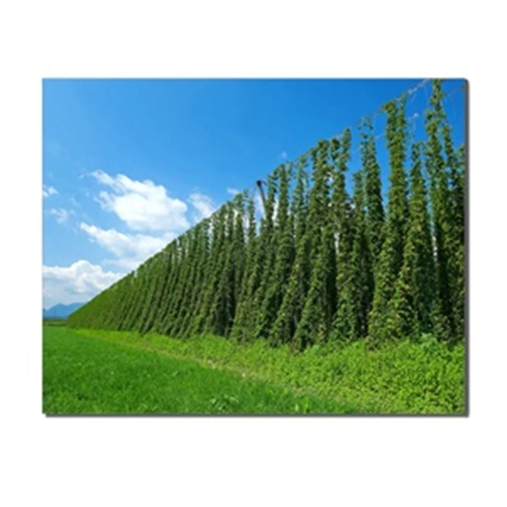 Blue Sky Green Grass Plants Countryside Unique Gift Wall Decor No Frame Art Pictures Printed For Home Decoration Mural Wallpaper | Дом и сад