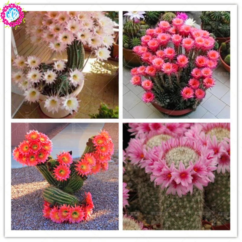 100 Pcs Rare Cactus Flower Japanese Heirloom Succulents Plant Potted Natural Growth Bonsai Plants For Home Garden Supplies
100 Pcs Rare Cactus Flower Japanese Heirloom Succulents Plant Potted Natural Growth Bonsai Plants For Home Garden Supplies