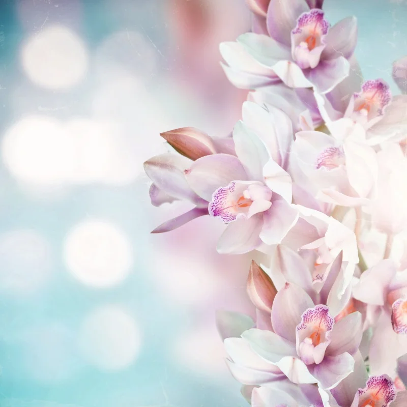 Laeacco Spring Flowers Petal Polka Dots Light Bokeh Baby Portrait Photo Backgrounds Photographic Backdrops For Photo Studio
Laeacco Spring Flowers Petal Polka Dots Light Bokeh Baby Portrait Photo Backgrounds Photographic Backdrops For Photo Studio