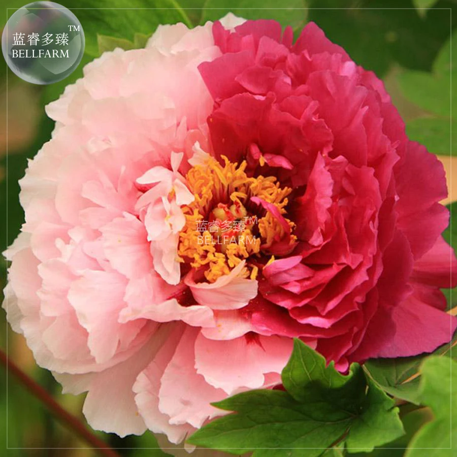 Blackish Red Peony Plant Flower Seeds 11 layer petals big blooms garden tree