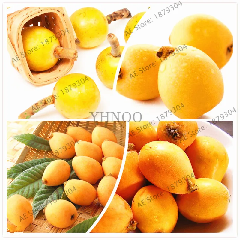 5pcs/bag Giant Plum Loquat Tree Plant plantas,Juicy Non-GMO Fruit Bonsai flores,The Budding Rate 95% Plant for Home Garden
5pcs/bag Giant Plum Loquat Tree Plant plantas,Juicy Non-GMO Fruit Bonsai flores,The Budding Rate 95% Plant for Home Garden