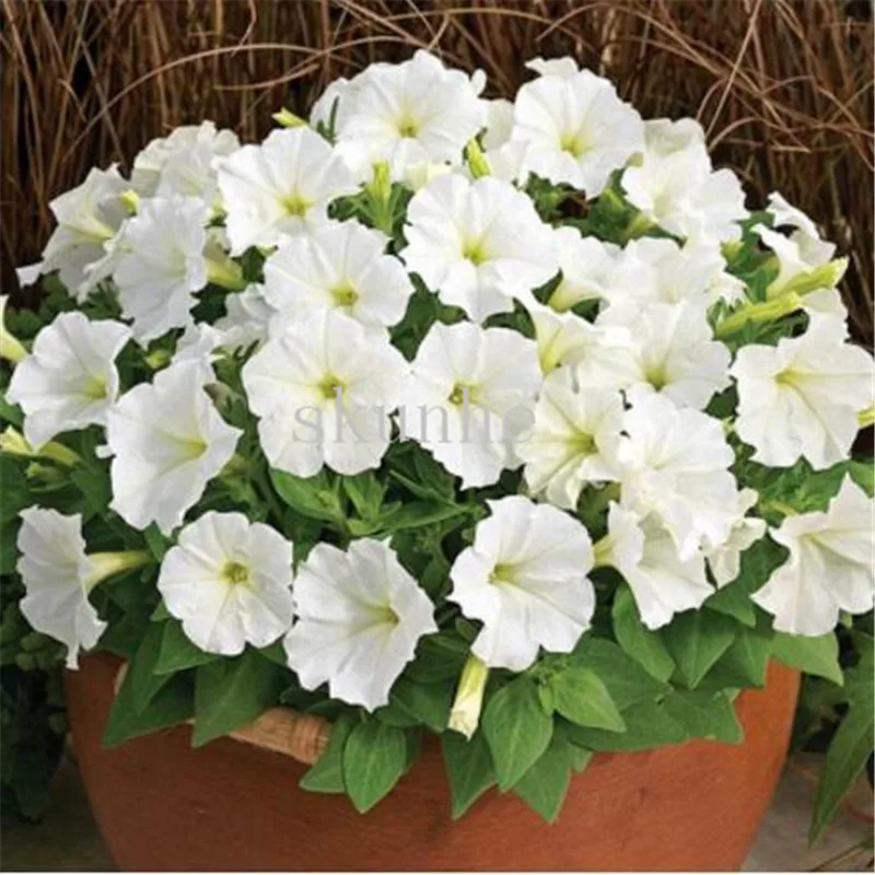 Petunia bonsais Fertilizer Balcony Potted Plants Spring Four Seasons Easy Live Flower 100pcs(ai qian niu)
Petunia bonsais Fertilizer Balcony Potted Plants Spring Four Seasons Easy Live Flower 100pcs(ai qian niu)