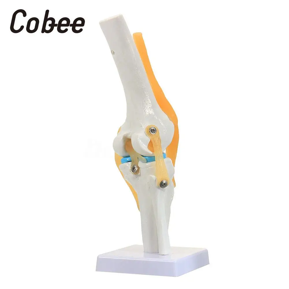 Base Skeleton Anatomy Model Knee Joint Model Medical Model Skeleton Visual Study Durable
Base Skeleton Anatomy Model Knee Joint Model Medical Model Skeleton Visual Study Durable
