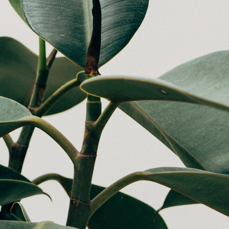 scott-webb-249006-unsplash -