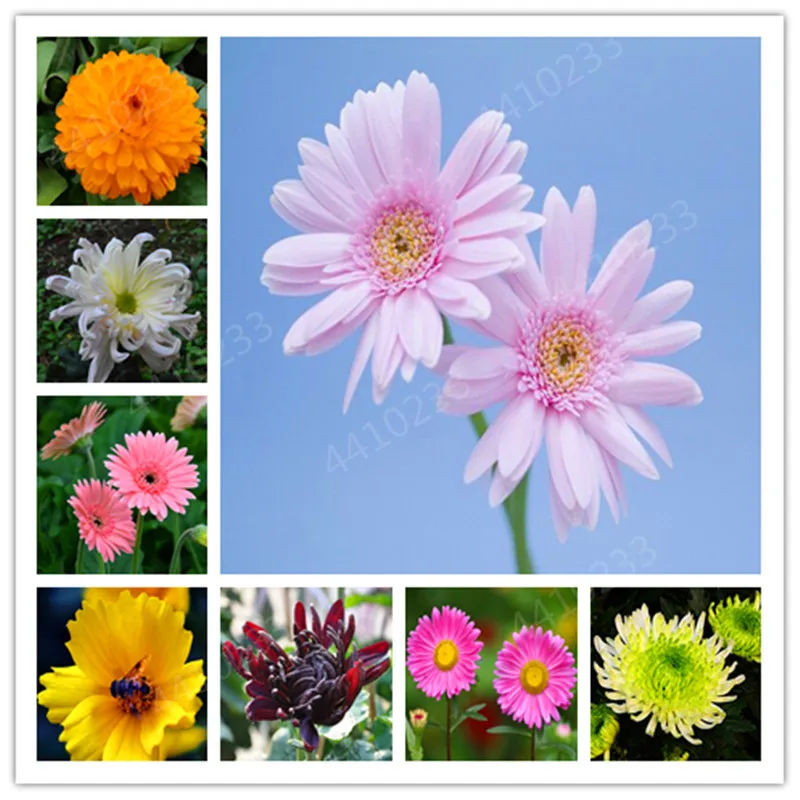 Hot sale!100 Pcs China Mother Bonsai Chrysanthemum Aster Flower Plant Rare Perennial Flower Indoor Bonsai Flower Plants For Fami
Hot sale!100 Pcs China Mother Bonsai Chrysanthemum Aster Flower Plant Rare Perennial Flower Indoor Bonsai Flower Plants For Fami