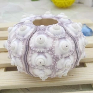 070666 conch shells and sea urchins wedding platform home decoration free shipping aquarium fish tank ornaments
070666 conch shells and sea urchins wedding platform home decoration free shipping aquarium fish tank ornaments