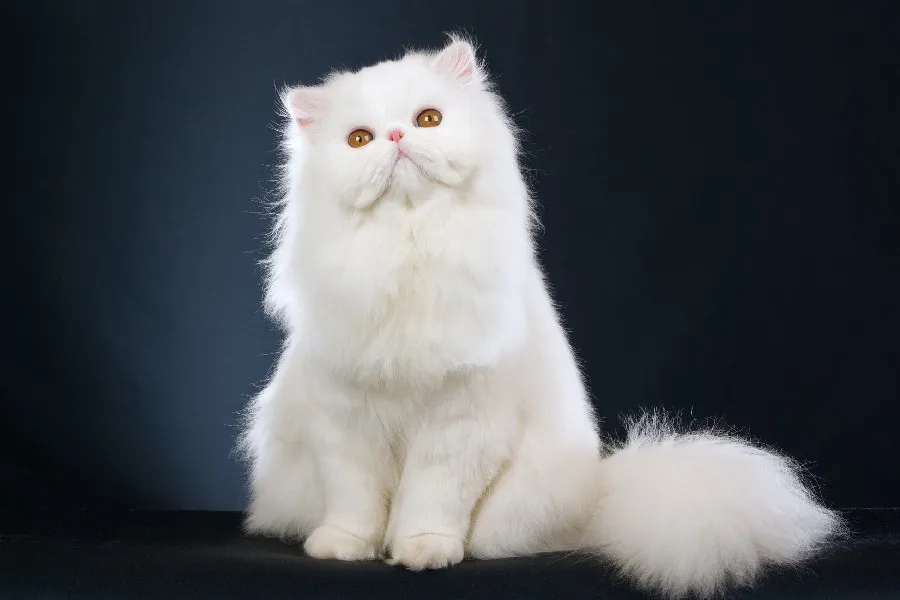 DIY frame Fluffy Sitting Beautiful White Cat Animal Poster Fabric Silk Posters And Prints For Home Decoration KFFF078
DIY frame Fluffy Sitting Beautiful White Cat Animal Poster Fabric Silk Posters And Prints For Home Decoration KFFF078