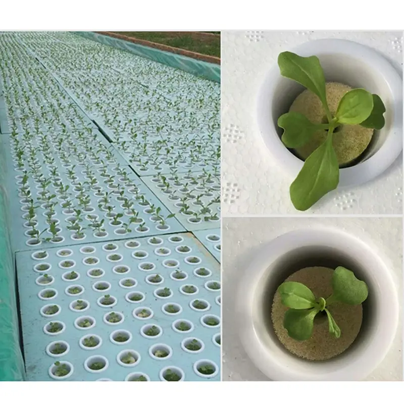 Soilless Hydroponic Vegetables Nursery Pots Nursery Sponge Flower Cultivation Soilless Cultivation System
Soilless Hydroponic Vegetables Nursery Pots Nursery Sponge Flower Cultivation Soilless Cultivation System