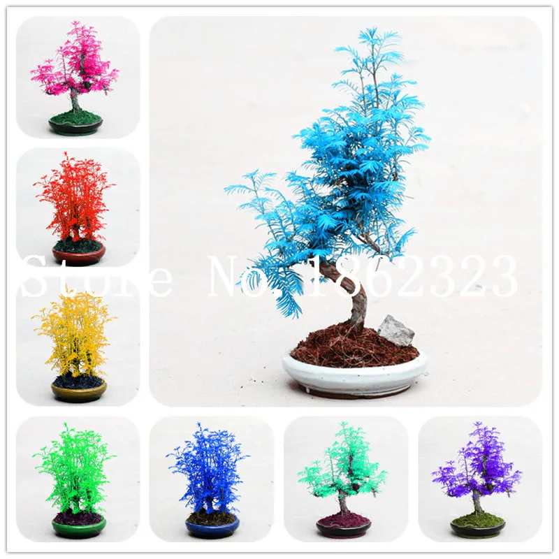 100 Pcs Dawn Redwood Forest Bonsai Bonsai Tree Metasequoia glyptostroboides Perennial indoor potted plants for home garden
100 Pcs Dawn Redwood Forest Bonsai Bonsai Tree Metasequoia glyptostroboides Perennial indoor potted plants for home garden