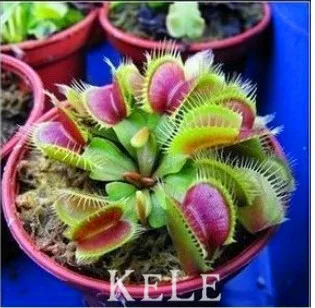 400 pcs package bonsai include soil Potted Insectivorous Plant garden Venus 4000 % survival Flytrap flores,#TO83SA
400 pcs package bonsai include soil Potted Insectivorous Plant garden Venus 4000 % survival Flytrap flores,#TO83SA