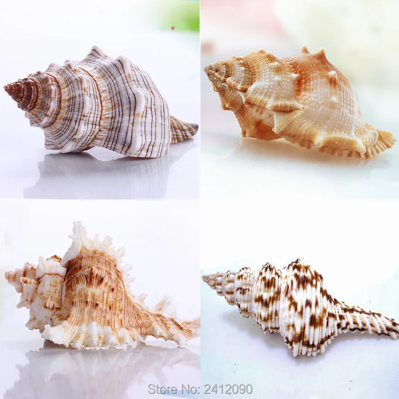 Super Big Conch 5-10cm*Free Gift 60 pcs Small White Conch Fish Aquarium Decoration Natural Beach Concha Sea Shells Craft
Super Big Conch 5-10cm*Free Gift 60 pcs Small White Conch Fish Aquarium Decoration Natural Beach Concha Sea Shells Craft