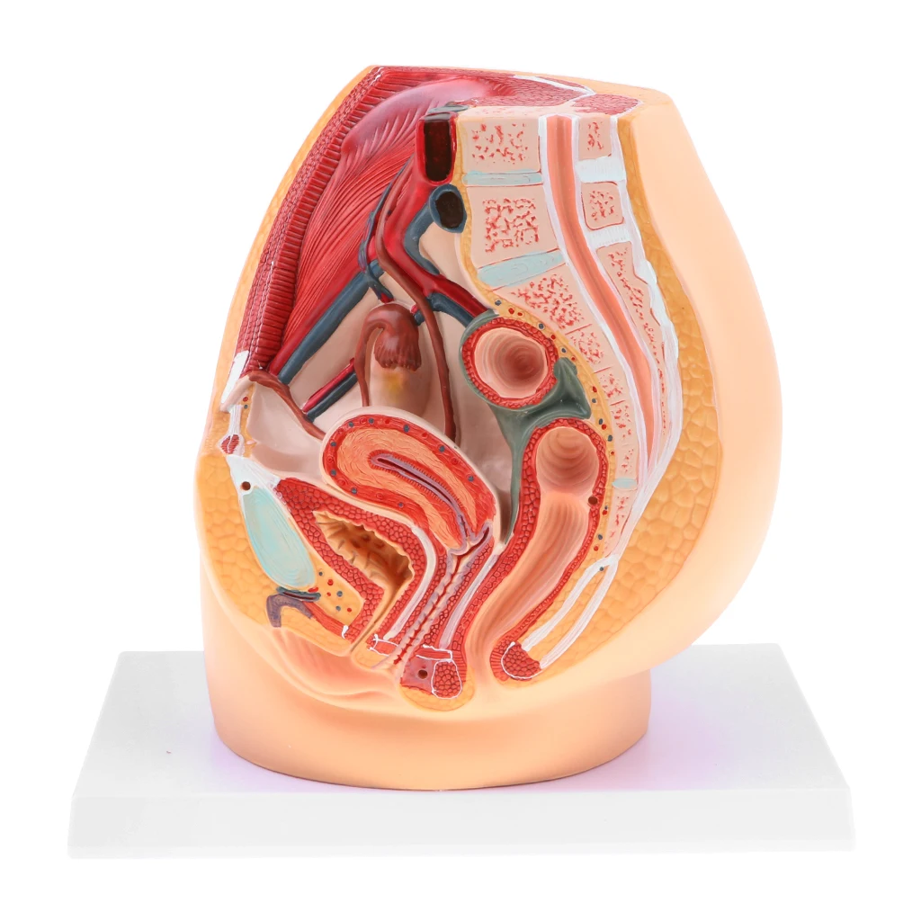 Median Sagittal Section 1:1 Human Female Pelvic & Abdominal Cavity Structure Model Pelvic Muscles Medical Study Lab Supplies