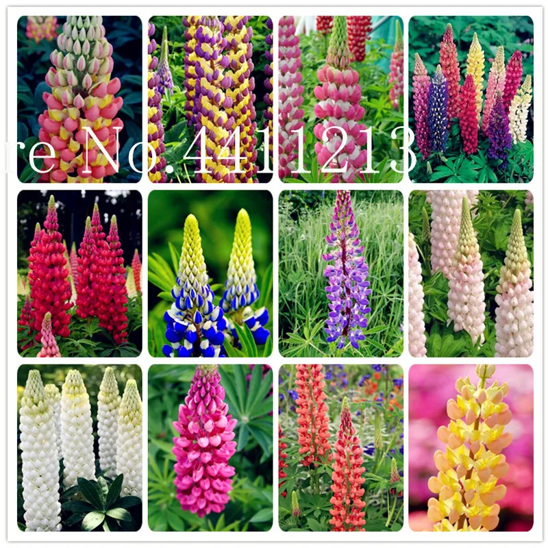 Bonsai 100 Pcs Colorful Rainbow Lupine Bonsai Russell Lupinus Beauty Flower Ornamental Diy Home Garden Survival Rates Very High
Bonsai 100 Pcs Colorful Rainbow Lupine Bonsai Russell Lupinus Beauty Flower Ornamental Diy Home Garden Survival Rates Very High