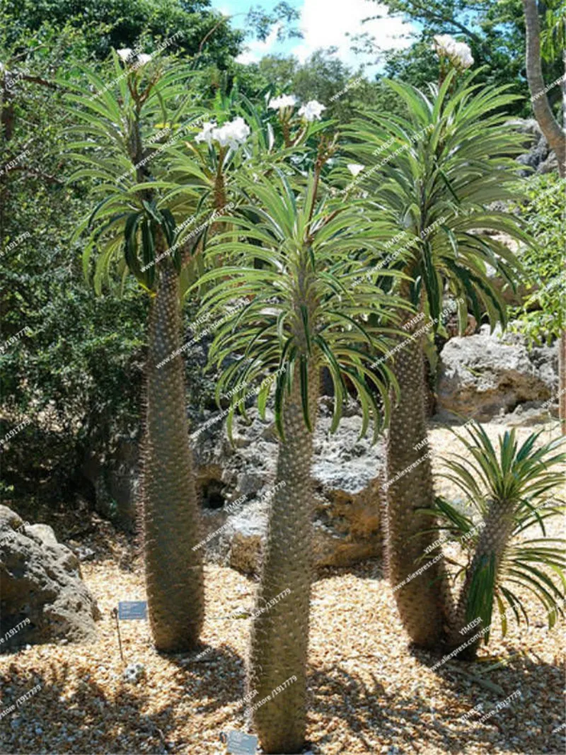 Pachypodium-lamerei-Old