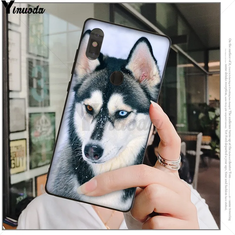 Animal Husky cute Puppy Dog