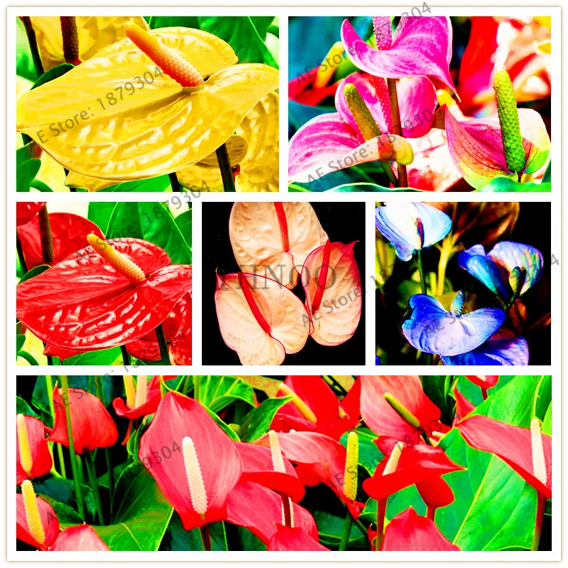 100pcs/bag anthurium flores perennial bonsai plant flower plantas balcony pot multiple colors to choose for home garden
100pcs/bag anthurium flores perennial bonsai plant flower plantas balcony pot multiple colors to choose for home garden