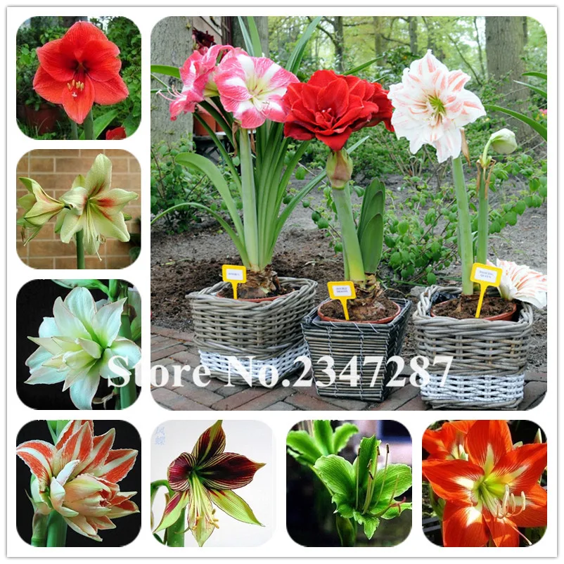 2016 Hippeastrum Bonsai Bonsai Amaryllis Bonsai Barbados DIY Home Potted Bonsai Perennial Flowers Garden 100 Pcs/bag
2016 Hippeastrum Bonsai Bonsai Amaryllis Bonsai Barbados DIY Home Potted Bonsai Perennial Flowers Garden 100 Pcs/bag