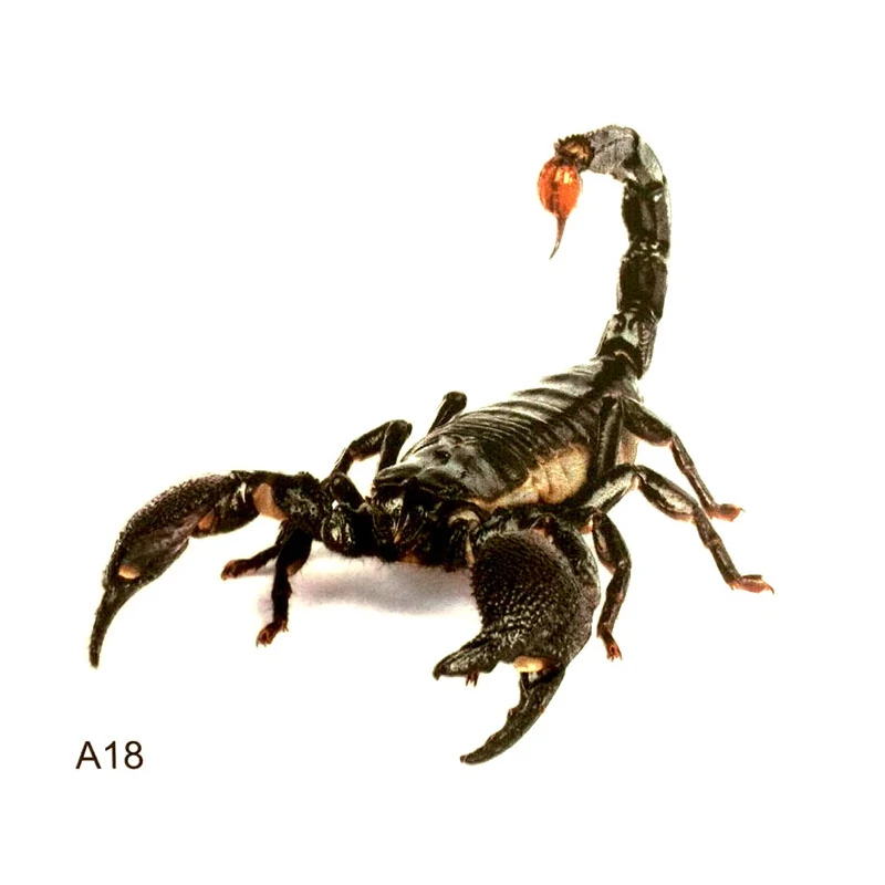 spider Scratching Scar Cover Car Styling Accessories Waterproof Fashion Car Sticker decal decorate lizard scorpion sticker
spider Scratching Scar Cover Car Styling Accessories Waterproof Fashion Car Sticker decal decorate lizard scorpion sticker