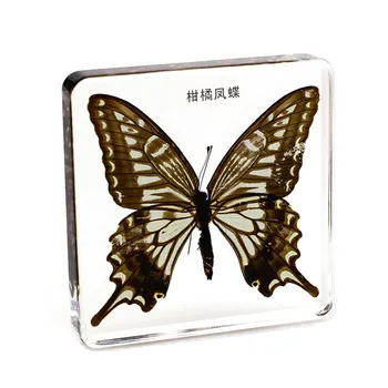 Real Citrus butterfly Specimens In Clear Lucite Block Educational Instrument Paperweight Professionally Displayed and Mounted
Real Citrus butterfly Specimens In Clear Lucite Block Educational Instrument Paperweight Professionally Displayed and Mounted