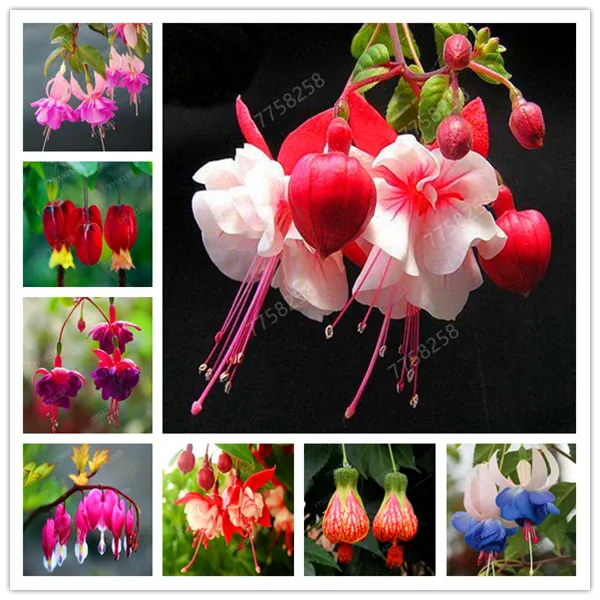 100 Pcs/Bag Multiple Color Fuchsia Bonsai, Hybrida Hort Flores,Bonsai Lantern Flowers, For Garden Home Indoor Blooming Plants
100 Pcs/Bag Multiple Color Fuchsia Bonsai, Hybrida Hort Flores,Bonsai Lantern Flowers, For Garden Home Indoor Blooming Plants