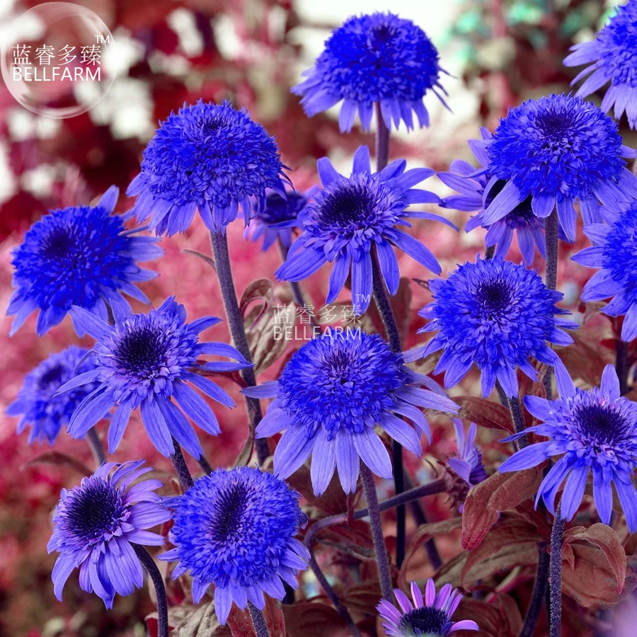 US$ 1.16 - BELLFARM Echinacea Dark Blue Perennial Flower Seeds, 30 ...