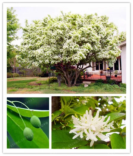 5Particles / Bag Tassels bonsai 100% True plant, Ornamental Plant Chinese Fringe Tree , Family Oleaceae Liu Su Shu plant
5Particles / Bag Tassels bonsai 100% True plant, Ornamental Plant Chinese Fringe Tree , Family Oleaceae Liu Su Shu plant