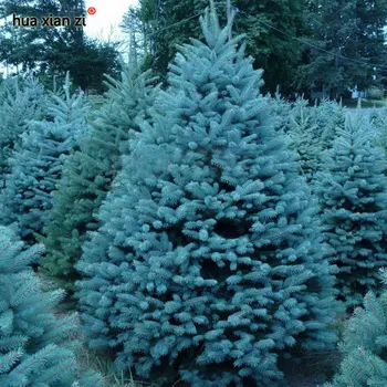 hua xian zi Bonsai Blue Spruce Picea Pungens Seeds