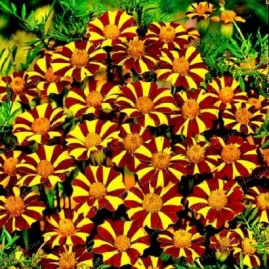 MIX Color French Marigold Bonsai (Tagetes) gorgeous color beautiful home garden flower easy grow Home & garden 100 particles
MIX Color French Marigold Bonsai (Tagetes) gorgeous color beautiful home garden flower easy grow Home & garden 100 particles