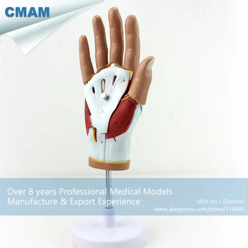 

CMAM/12031 Muscles of Hand - 4 Parts, Plastic Human Body Muscle Teaching Anatomical Model