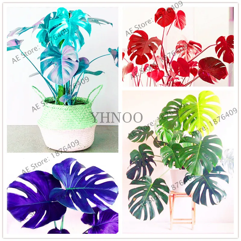 105 Pcs/bag Bottle Palm Tree Turtle Bonsai Exotic Plants monstera ceriman Tropical Ornamental plant
105 Pcs/bag Bottle Palm Tree Turtle Bonsai Exotic Plants monstera ceriman Tropical Ornamental plant