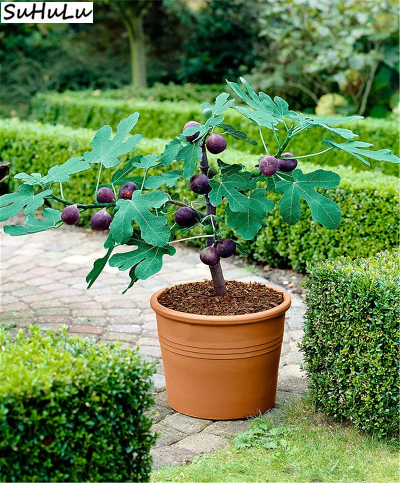 100 Pcs/Bag Exotic Miniature Bonsai Tree Fig Fruit Rare Garden Diy Planting Perennial Grove Delicious Frutas Easy Grow
100 Pcs/Bag Exotic Miniature Bonsai Tree Fig Fruit Rare Garden Diy Planting Perennial Grove Delicious Frutas Easy Grow