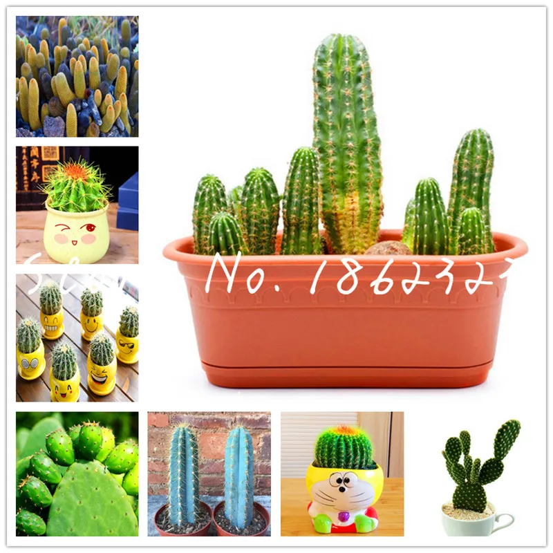 Best-Selling! 100 pcs Mini Cactus bonsai Succulent Lotus Lithops Bonsai Plants Home Gardening Flower Pots Balcony Flower flores
Best-Selling! 100 pcs Mini Cactus bonsai Succulent Lotus Lithops Bonsai Plants Home Gardening Flower Pots Balcony Flower flores