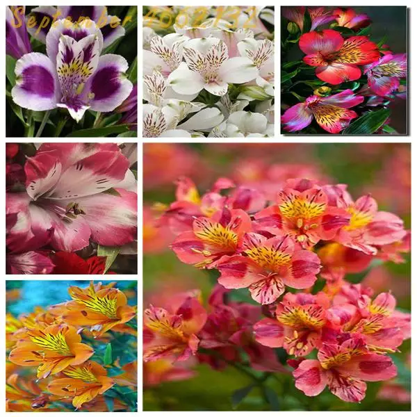100 Pcs Lily Bonsai Peruvian Lily Flowers Alstroemeria Bonsai Plant Perennial Beautiful Flowers for Garden Ornamental Plant
100 Pcs Lily Bonsai Peruvian Lily Flowers Alstroemeria Bonsai Plant Perennial Beautiful Flowers for Garden Ornamental Plant