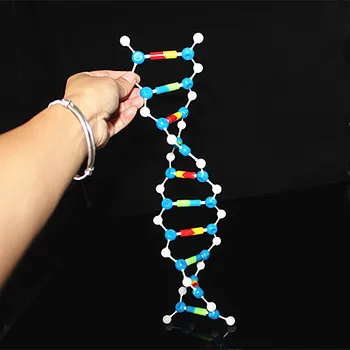 wholesale 20sets DNA model kit biological molecular double helix Molecular Structure models Deoxyribonucleic acid teaching aids
wholesale 20sets DNA model kit biological molecular double helix Molecular Structure models Deoxyribonucleic acid teaching aids