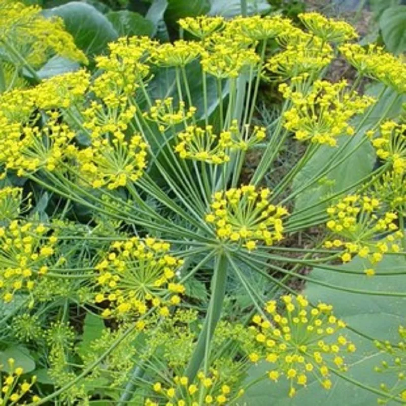 France dill bonsais / Fennel / vanilla bonsai / French essential spices can stomach chills --100pcs
France dill bonsais / Fennel / vanilla bonsai / French essential spices can stomach chills --100pcs